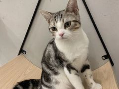 -飞行喵MR PILOT|猫舍·猫咖(静安大融城店)