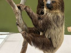 -国家自然博物馆