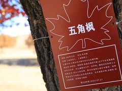 -五角枫生态旅游景区