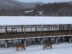 -横道河子东北虎林园