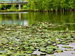 -白鹭湾湿地公园