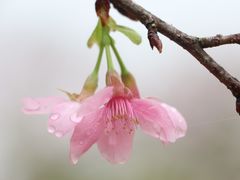 -天适樱花悠乐园