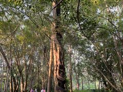-中国科学院西双版纳热带植物园