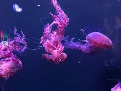 -成都浩海立方海洋公园