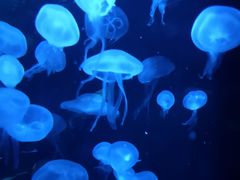 -悉尼海洋生物水族馆