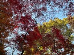 -秋霞圃