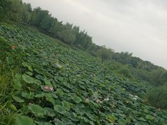 -尚贤河湿地