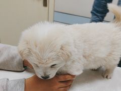 -中农国际动物医院24小时·猫科·骨科·急重症中心