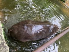 -海南热带野生动植物园