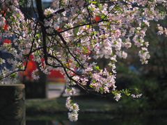 -棠湖公园