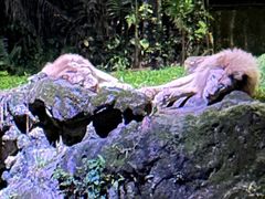 -夜间野生动物园