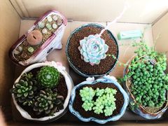 -龙大花卉苗木市场