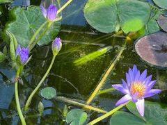 -国家植物园南园