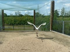 -盐城丹顶鹤湿地生态旅游区