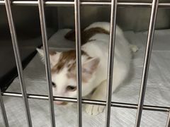 -爱侣宠医·鹦鹉专科·小型哺乳类·异宠专科(灵石路店)