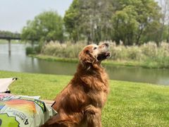 -贡湖湾湿地公园