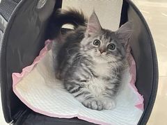 -lincat·猫舍(广州店)