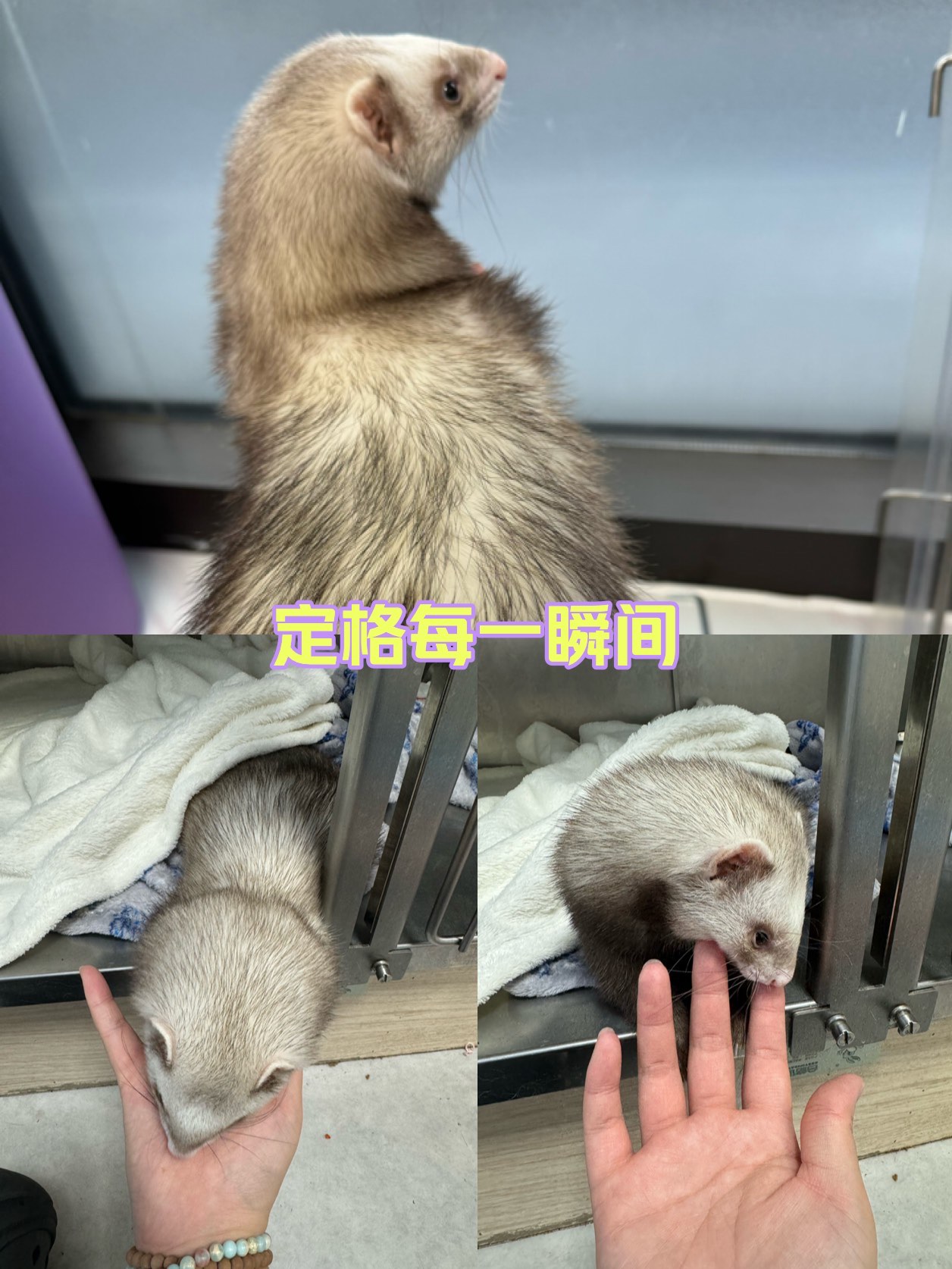 安格鲁貂中国熊猫色图片