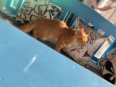 -A猫a狗全科·犬猫异宠·芥西宠物医院(南开总院)