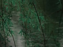 -白鹭湾湿地公园