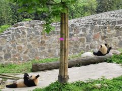 -都江堰中华大熊猫苑