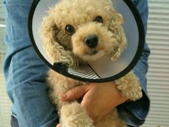 -瑞派福兴宠物医院犬猫全科·骨科·中西医结合(河东店)