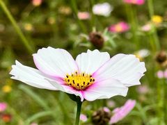 -黄山鲁森林公园