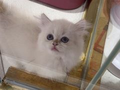 -糯米喵星人总部直营旗舰店·猫舍·幼猫出售
