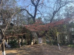 -镇江市南山风景名胜区竹林景区