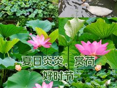-大宁公园