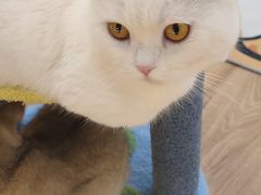 -COLOR PETS 撸猫馆·购猫·猫咖(长风大悦城店)