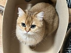 -猫大福·Fortune Cat猫舍(百子湾店)