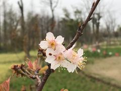 -上海长兴岛郊野公园