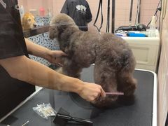 -FAELING PETS美天灵宠物(富力广场店)