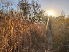 -大兴滨河森林公园