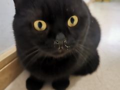 -猫在这儿猫咪咖啡馆·撸猫馆