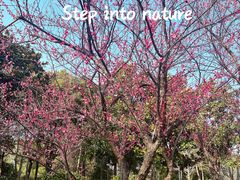 -顾村公园