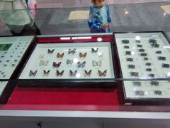 -吉林省自然博物馆