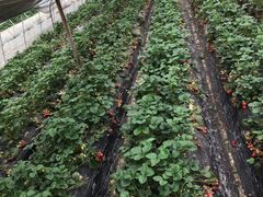 -胜丰草莓采摘园