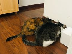 -中农国际动物医院24小时·猫科·骨科·急重症中心