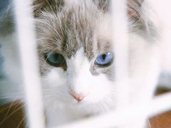 -喵的天空名猫咖啡馆·撸猫·猫舍·用品