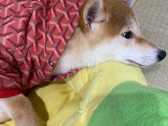 -逗柴咖啡屋·狗咖猫咖宠物桌游