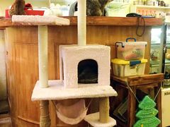 -猫色咖啡·猫咖
