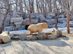 -北京野生动物园