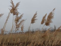 -野鸭湖国家湿地公园