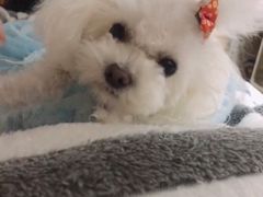 -艾吉宠物医院·疑难杂症转诊中心·猫友好(碧江路院)