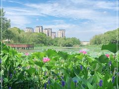 -新江湾城公园