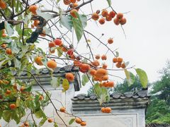 -篁岭景区