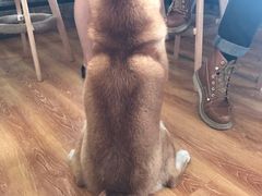 -柴犬高等学院·狗咖·柴犬售卖·宠物训练