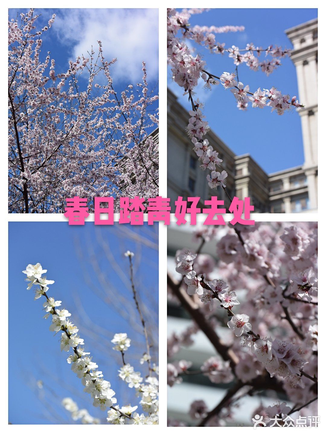 春日踏青好去处之楼下也有好景色